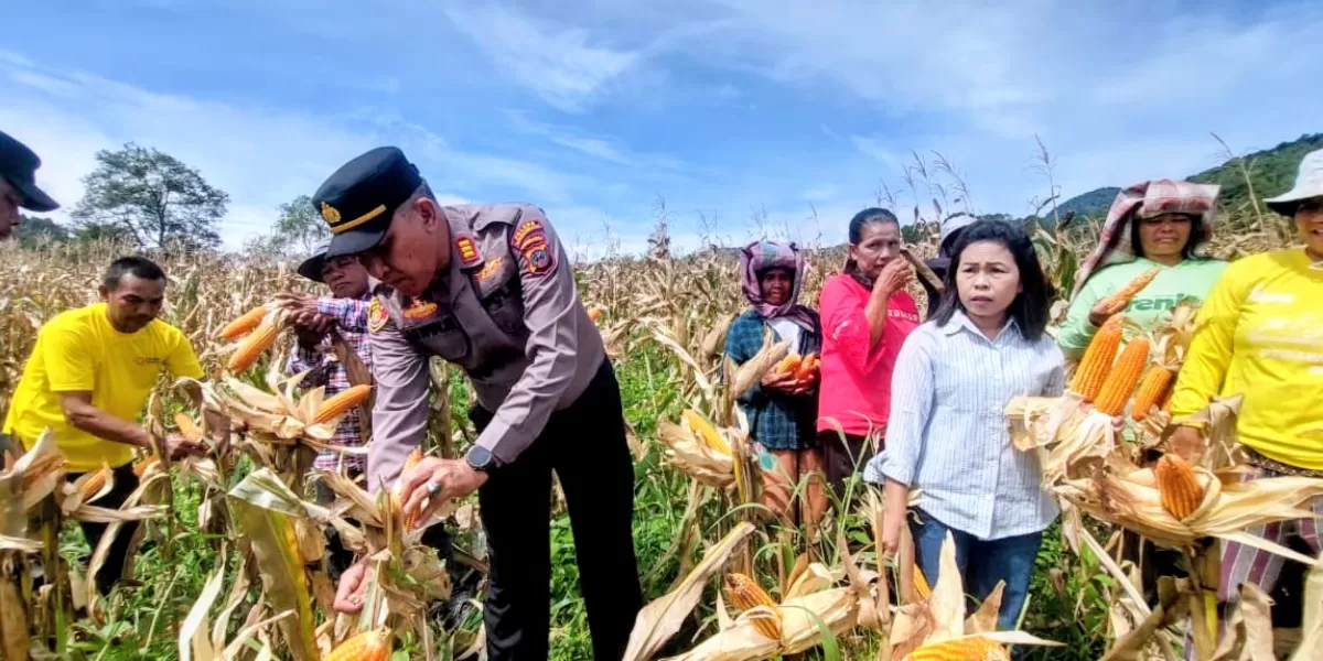 Personel Polsek Sipirok bersama warga melaksanakan panen raya jagung kuartal I tahun 2026 di Lingkungan Hutaraja, Kelurahan Baringin, Kecamatan Arse, Kabupaten Tapsel, Kamis (9/4/2026).(Foto: Realitasonline/Riswandy)