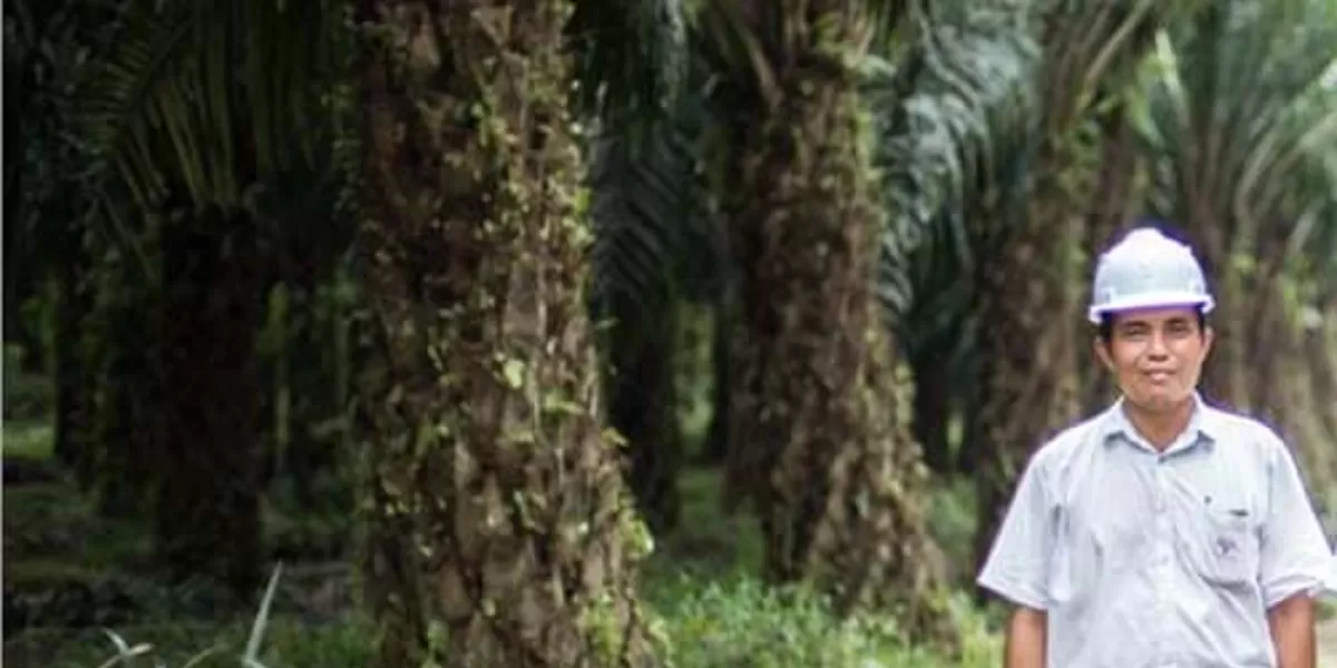 Area perkebunan sawit SIPEF yang dikelola melalui anak korporasi di Indonesia dalam pembahasan transparansi industri perkebunan. (Dok. SIPEF Indonesia )