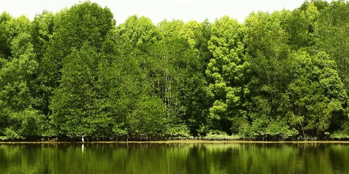 Kawasan Suaka Margasatwa Karang Gading dikenal sebagai jalur migrasi burung yang kini dipulihkan melalui rehabilitasi mangrove. (Facebook.com @Bbksda Sumatera Utara)