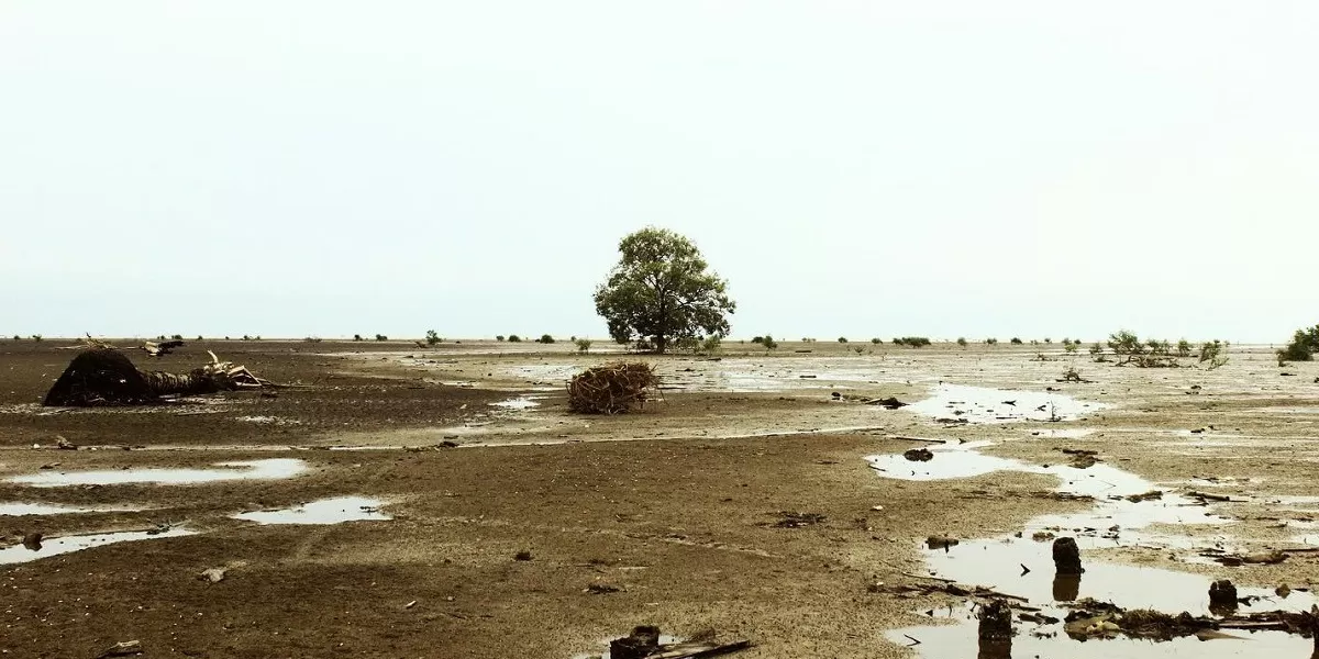 Program rehabilitasi mangrove didukung kerja sama internasional untuk memperkuat ketahanan pesisir terhadap perubahan iklim. (Facebook.com @Bbksda Sumatera Utara)