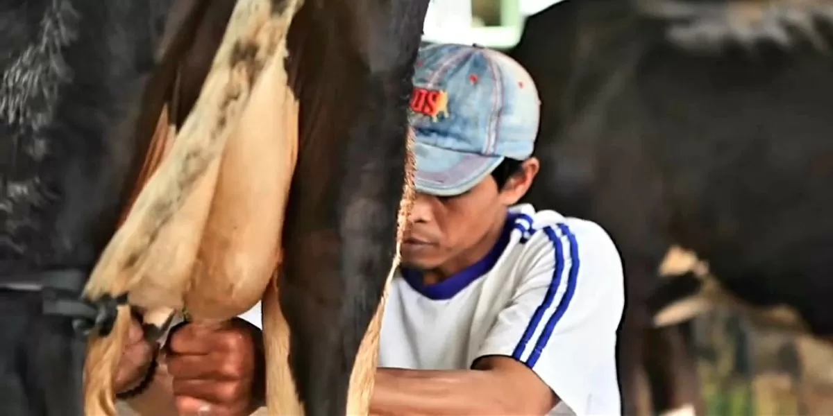 Peternak sapi perah anggota Koperasi SAE Pujon. Foto: tangkapan layar