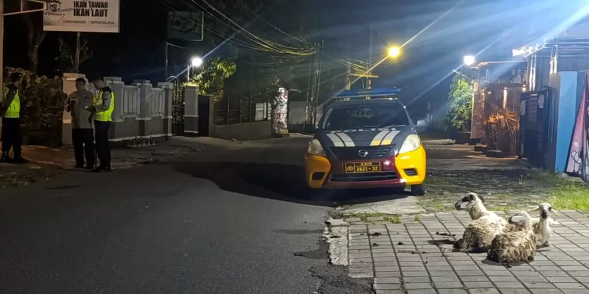 Polisi saat mengamankan kambing berkeliaran  (Dok. Polresta Sleman)