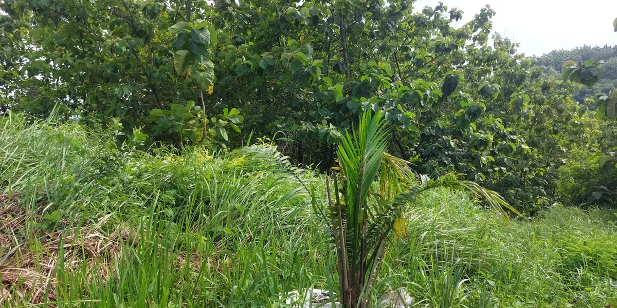 Pohon kelapa sawit yang tumbuh di kawasan perbukitan Desa Cigobang Kecamatan Pasaleman Kabupaten Cirebon di lahan seluas 6,5 hektare akhirnyabdi larang oleh Pemkab Cirebon melalui Surat Edaran Gubernur Jawa Barat