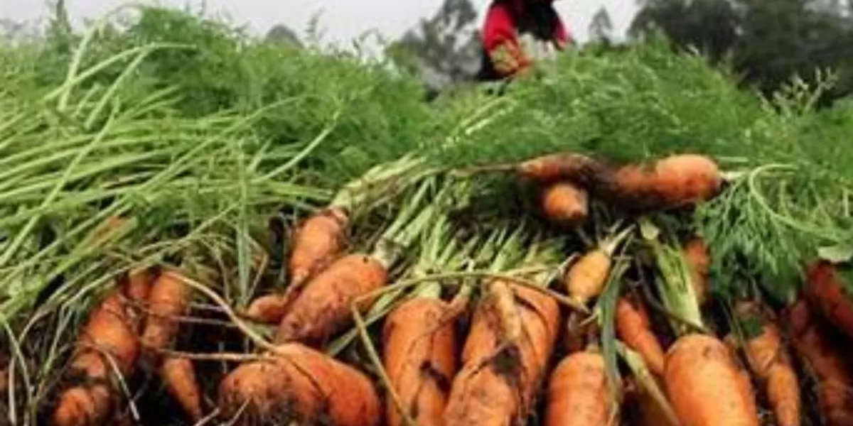 Petani Manggarai NTT: Sejak Ada MBG, Harga Wortel Kami Naik 3 Kali Lipat