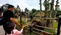 Bernuansa Ala Jerman! Berikut Harga Tiket Hingga Wahana di Destinasi Wisata Lembang Park and Zoo