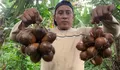 Tercatat di Kabupaten Bogor Ada 3 Wilayah Penghasil Buah Salak Paling Banyak, Cek di Sini Informasinya