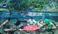 Destinasi Wisata Alam Baru, 'Mata Air Cimincul' yang Mempesona di Subang!