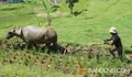 Contoh Tabak-tebakan ala Cak Lontong, Hewan yang Sering Digunakan Petani untuk Membajak Sawah? Awas Jawabannya Pasti Bikin Jengkel
