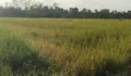 Sawah Retak, Padi Menguning! Kekeringan Ancam Petani Bulukumba Gagal Panen