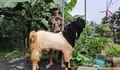 Sukses Berkat BRI! Sukateno, Peternak Kambing Trimandiri Farm Banjir Pembeli dari Berbagai Daerah, Simak Kisah Inspiratifnya