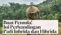 Untuk Pemula! Ini Perbedaan dan Keunggulan Benih Hibrida dan Inbrida dalam Produksi Padi: Simak Perbandingannya