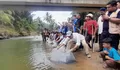 8 Ribu Ekor Benih Ikan Mas Dilepas di Lubuk Larangan Sitada-Tada Angkola Timur Tapsel