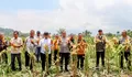 Panen Raya Jagung, Bulog Serap 12 Ton Produksi Petani