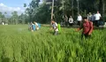 Distanpan Abdya Respon Cepat Atasi Hama Padi Petani di Tangan-Tangan