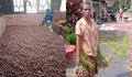 Raup Keuntungan, Pendampingan SOL ke Petani Bawang Merah Tuai Hasil