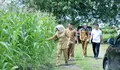 Dinas Pertanian dan Peternakan Nagan Raya Tanam Jagung Seluas 3 Hektar untuk Mengendalikan Inflasi
