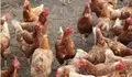 Inilah Penjelasan Kepala BGN Soal Dugaan MBG Sebabkan Harga Ayam dan Telur Naik, Ungkap Solusi Tambah Peternak Baru