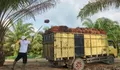 Agrinas Palma Nusantara Butuh 10.000 Tenaga Kerja, Upah Pemanen Disebut Bisa Capai 120 Persen UMR