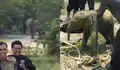 Viral Kawanan Gajah Masuk Mess Karyawan PT Arara Abadi di Siak, Anak Gajah Terjebak Septic Tank Berhasil Diselamatkan