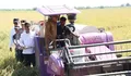 Ikut Panen Raya, Gubernur Banten Andra Soni Pastikan Harga Gabah Kering Panen Rp6.500/Kg Merata di Seluruh Petani