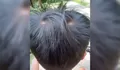 Unyeng Uyeng Pada Rambut Anak Bertanda Apakah?
