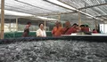 Kunjungi petani ikan lele di Bantul, Titiek Soeharto sebut inovasi bioflok tingkatkan penghasilan