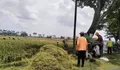 Tenaga tanam dan panen padi manual masih dibutuhkan petani di Sukoharjo