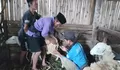 Populasi Ternak Domba di Pakis Magelang Hadapi Kendala Seperti Terlambatnya Birahi Setelah Beranak, Ini yang Dilakukan Tim Dosen Prodi Peternakan UMBY