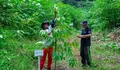 Program BRI Menanam - Grow & Green di Tanjung Prepat Berau Berhasil Serap Karbon dan Dorong Ekonomi Masyarakat