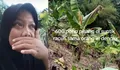 Pilu Wanita Ini Menangis 600 Pohon Pisang Siap Panen Diduga Diracun