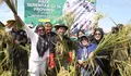 Panen Raya Padi Serentak 14 Provinsi! Purwakarta Surplus, Om Zein Selalu Siap Dukung Petani