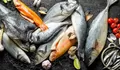 5 Rekomendasi Ikan Murah Meriah Kaya dengan Omega 3 untuk Meningkatkan Kecerdasan Otak Anak, Bukan Hanya Salmon dan Tuna!