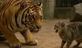 Benarkah Harimau Takut Kucing? Fakta Ilmiah di Balik Mitos yang Ramai di Medsos