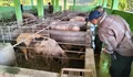 Waspada ASF di Manggarai Barat NTT, 84 Ekor Babi Mati