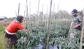 Petani NTT Bersyukur, 3.000 Pohon Buncis Terserap Semua Berkat MBG
