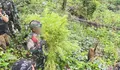 Satgas Swasembada Berhasil Ungkap Ladang Ganja di Pegunungan Bintang, Puluhan Tanaman Siap Panen Diamankan