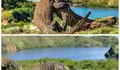 Berani Bertemu Naga Purba? Ini Pesona Pulau Komodo yang Wajib Dijelajahi