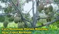5 Cara Praktis Menanam Durian Montong