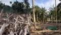 Banjir Bandang Tinggalkan Jejak Kayu di Mana-mana, Warga Aceh Tamiang Keluhkan Pemulihan yang Lambat
