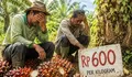 Kasihan Petani, Harga Sawit Ada Yang Hanya Rp600 per Kilogram