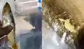 Bandeng Presto MBG di Ponorogo Viral Berisi Belatung, SPPG Cahaya Ngrayun Buka Suara