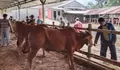 Harga Sapi Kurban di Tasikmalaya Naik Rp2 Juta per Ekor, Sistem Timbang Hidup Kini Jadi Primadona Konsumen