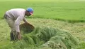Rumput Situ Gede Kota Tasik Jadi Berkah, Para Penyabit Rumput Raup Penghasilan di Tengah Kemarau