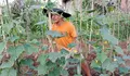 Lahan Sawah Kering, Petani Kota Tasikmalaya Beralih ke Tanaman Palawija untuk Bertahan di Musim Kemarau