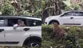 Viral Pengunjung Taman Safari Indonesia Buka Kaca Mobil di Area Harimau, Warganet Soroti Aksinya