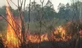 Taman Nasional Way Kambas Terbakar, Petugas Hadapi Lahan Gambut Kering dan Sulitnya Akses