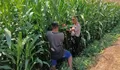 Perkuat Ketahanan Pangan, Polsek Tembelang Jombang Dampingi Panen Jagung Petani
