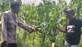 Dukung Ketahanan Pangan, Polsek Mojowarno Jombang Tinjau Tanaman Jagung di Desa Wringinpitu