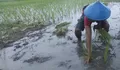Padi Biosalin Siap Pindah Tanam, Jadi Upaya Tingkatkan Ketahanan Pangan Kota Semarang