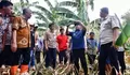 Tiga Tahun Berturut-turut Pinrang Jadi Daerah Penghasil Pisang Terbesar di Sulsel, Pj Gubernur Berbagi Tips Budidaya